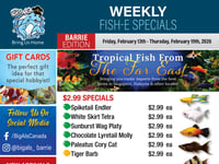 Preview of Big Al's - Barrie - Weekly Flyer Specials