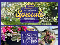 Preview of TERRA - Weekly Flyer Specials