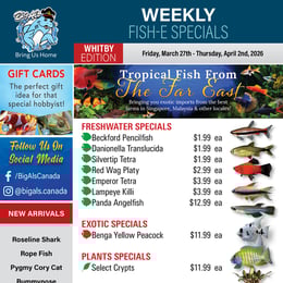 Big Al's - Whitby - Weekly Flyer Specials
