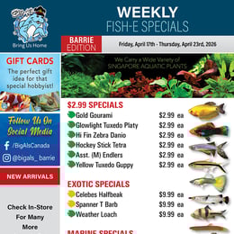 Big Al's - Barrie - Weekly Flyer Specials