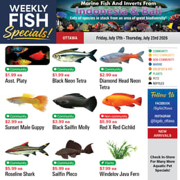 Big Al's - Ottawa - Weekly Flyer Specials