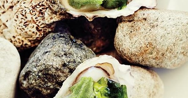 West Coast Oyster in its Element