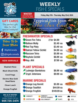 Big Al's - Whitby - Weekly Flyer Specials