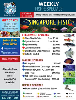 Big Al's - Kitchener - Weekly Flyer Specials