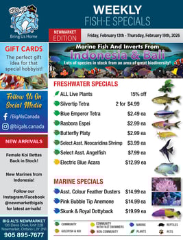 Big Al's - Newmarket - Weekly Flyer Specials