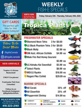 Big Al's - North York - Weekly Flyer Specials