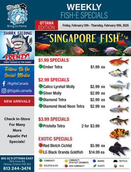 Big Al's - Ottawa - Weekly Flyer Specials