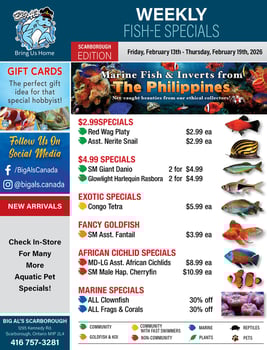 Big Al's - Scarborough - Weekly Flyer Specials