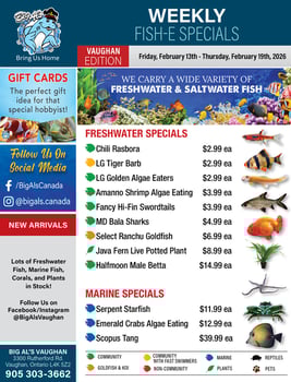 Big Al's - Vaughan - Weekly Flyer Specials