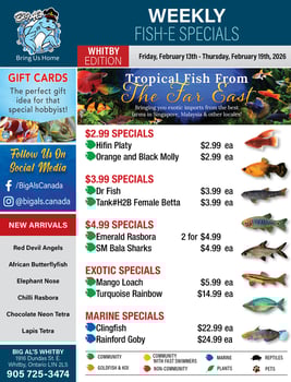 Big Al's - Whitby - Weekly Flyer Specials
