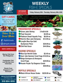 Big Al's - Kitchener - Weekly Flyer Specials