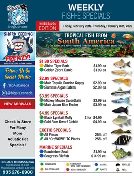 Big Al's - Mississauga - Weekly Flyer Specials