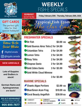 Big Al's - Newmarket - Weekly Flyer Specials