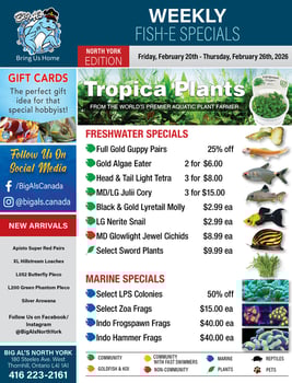 Big Al's - North York - Weekly Flyer Specials