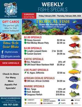Big Al's - Scarborough - Weekly Flyer Specials