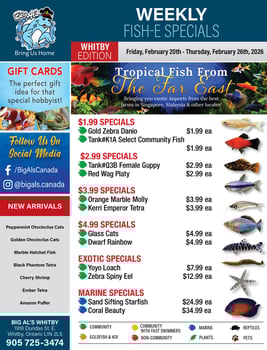 Big Al's - Whitby - Weekly Flyer Specials