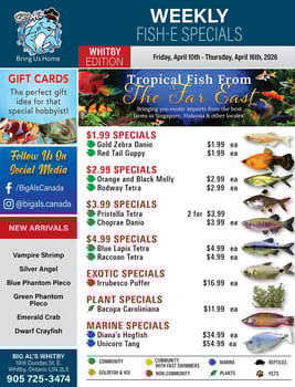 Big Al's - Whitby - Weekly Flyer Specials