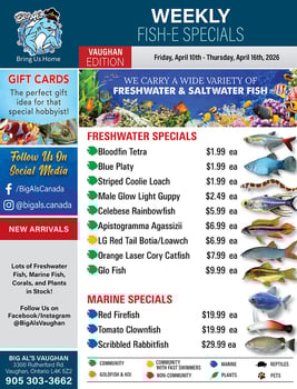 Big Al's - Vaughan - Weekly Flyer Specials