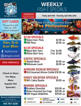 Big Al's - Scarborough - Weekly Flyer Specials