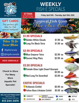 Big Al's - Ottawa - Weekly Flyer Specials