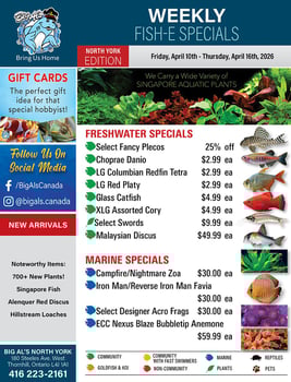 Big Al's - North York - Weekly Flyer Specials