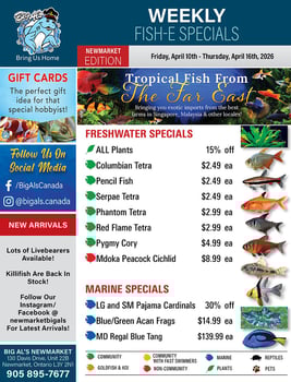 Big Al's - Newmarket - Weekly Flyer Specials