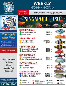 Big Al's - Mississauga - Weekly Flyer Specials