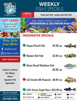 Big Al's - London - Weekly Flyer Specials