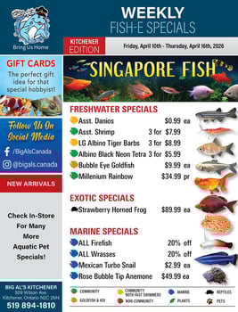 Big Al's - Kitchener - Weekly Flyer Specials