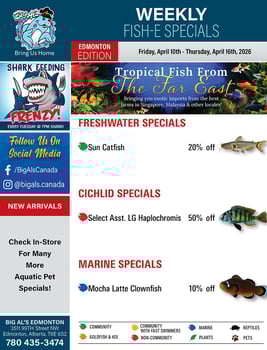 Big Al's - Edmonton - Weekly Flyer Specials