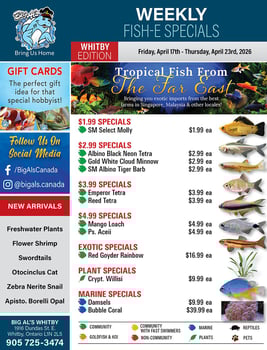 Big Al's - Whitby - Weekly Flyer Specials