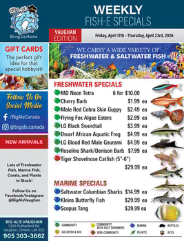 Big Al's - Vaughan - Weekly Flyer Specials