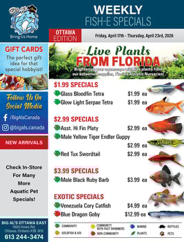 Big Al's - Ottawa - Weekly Flyer Specials