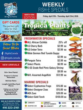 Big Al's - North York - Weekly Flyer Specials