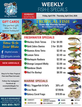 Big Al's - Newmarket - Weekly Flyer Specials