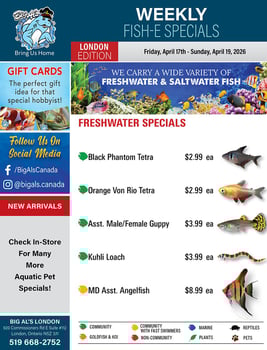 Big Al's - London - Weekly Flyer Specials
