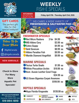 Big Al's - Kitchener - Weekly Flyer Specials