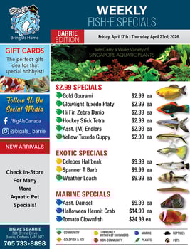 Big Al's - Barrie - Weekly Flyer Specials