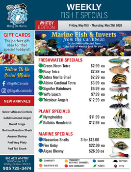 Big Al's - Whitby - Weekly Flyer Specials