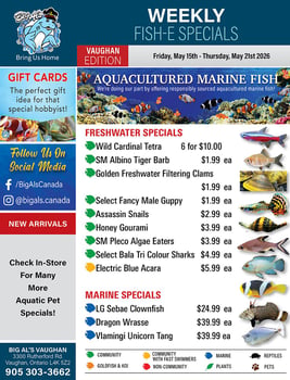 Big Al's - Vaughan - Weekly Flyer Specials