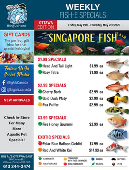 Big Al's - Ottawa - Weekly Flyer Specials