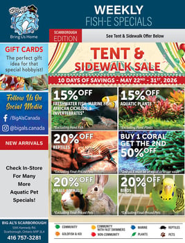 Big Al's - Scarborough - Flyer Specials