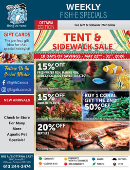 Big Al's - Ottawa - Flyer Specials