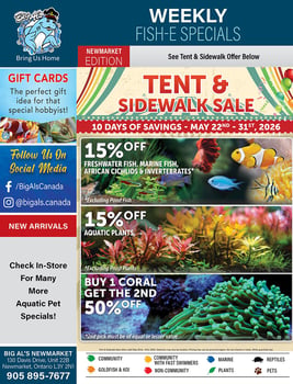 Big Al's - Newmarket - Weekly Flyer Specials