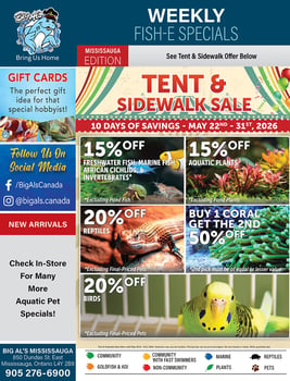 Big Al's - Mississauga - Flyer Specials