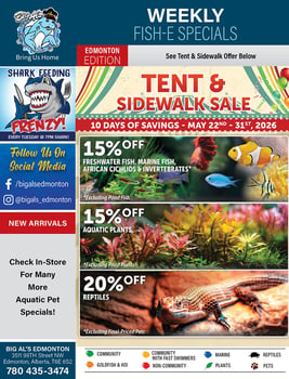 Big Al's - Edmonton - Flyer Specials