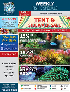 Big Al's - Barrie - Flyer Specials