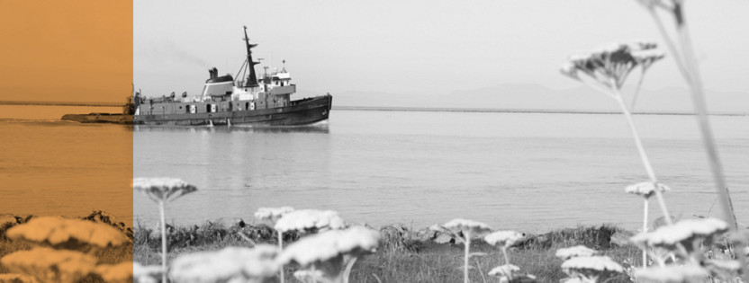 Dickson, Stojak, Huang Chartered Professional Accountants Online