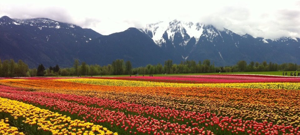 Timmermans Landscaping LTD Online