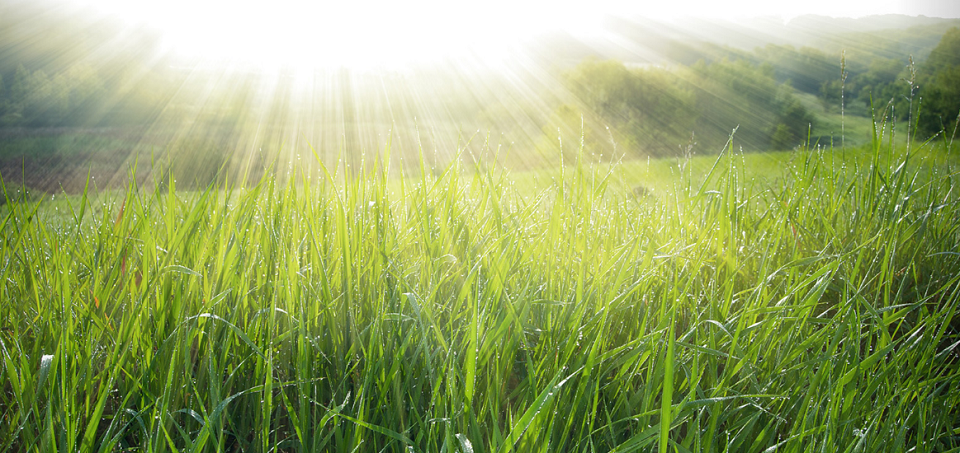 TLS Lawn Care Landscaping Online